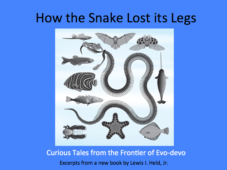 Snakes With Legs? The Curious Case of Snake Evolution! - Wildlife SOS